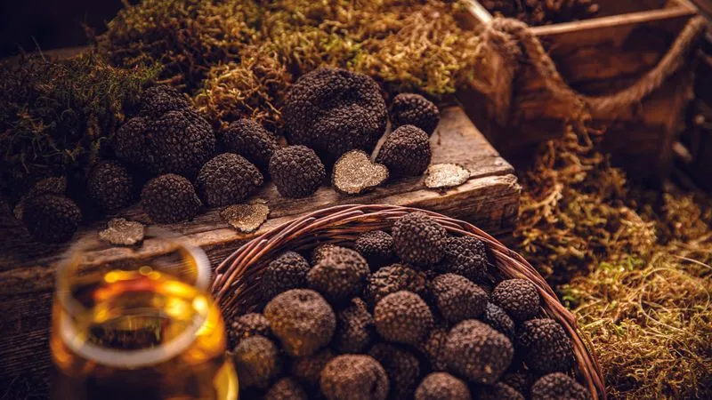The château of Grignan and visit to a truffle farm