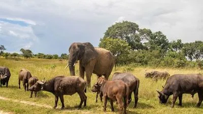Safari en busca del rinoceronte negro africano (excursión opcional)