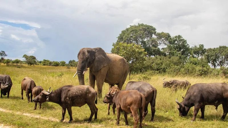 Safari op zoek naar de Afrikaanse zwarte neushoorn (facultatieve excursie)