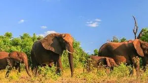 African Safari Cruises | Luxury Small Ship Safari Tours