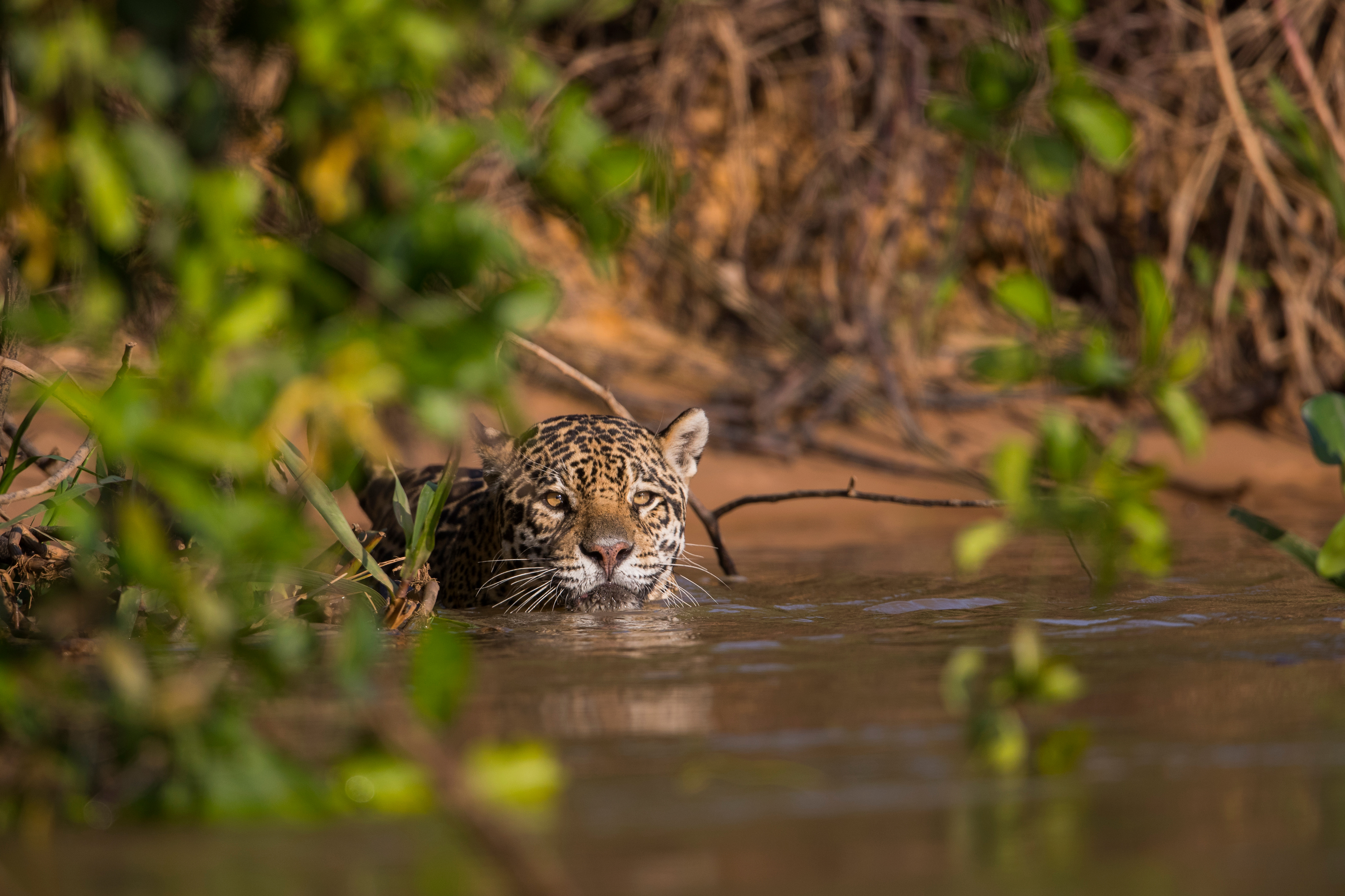 Crucero al corazón del Amazonas original Una expedición en los confines de la selva, entre Brasil y Colombia - MTA_PP