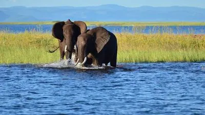 Safari Cruise along the Zambezi River - South Africa, Botswana, Namibia, Zimbabwe with the pre-cruise itinerary "The Cape Peninsula" and the post-cruise program "From Zimbabwe to South Africa on a Luxury Train" (port-to-port cruise)