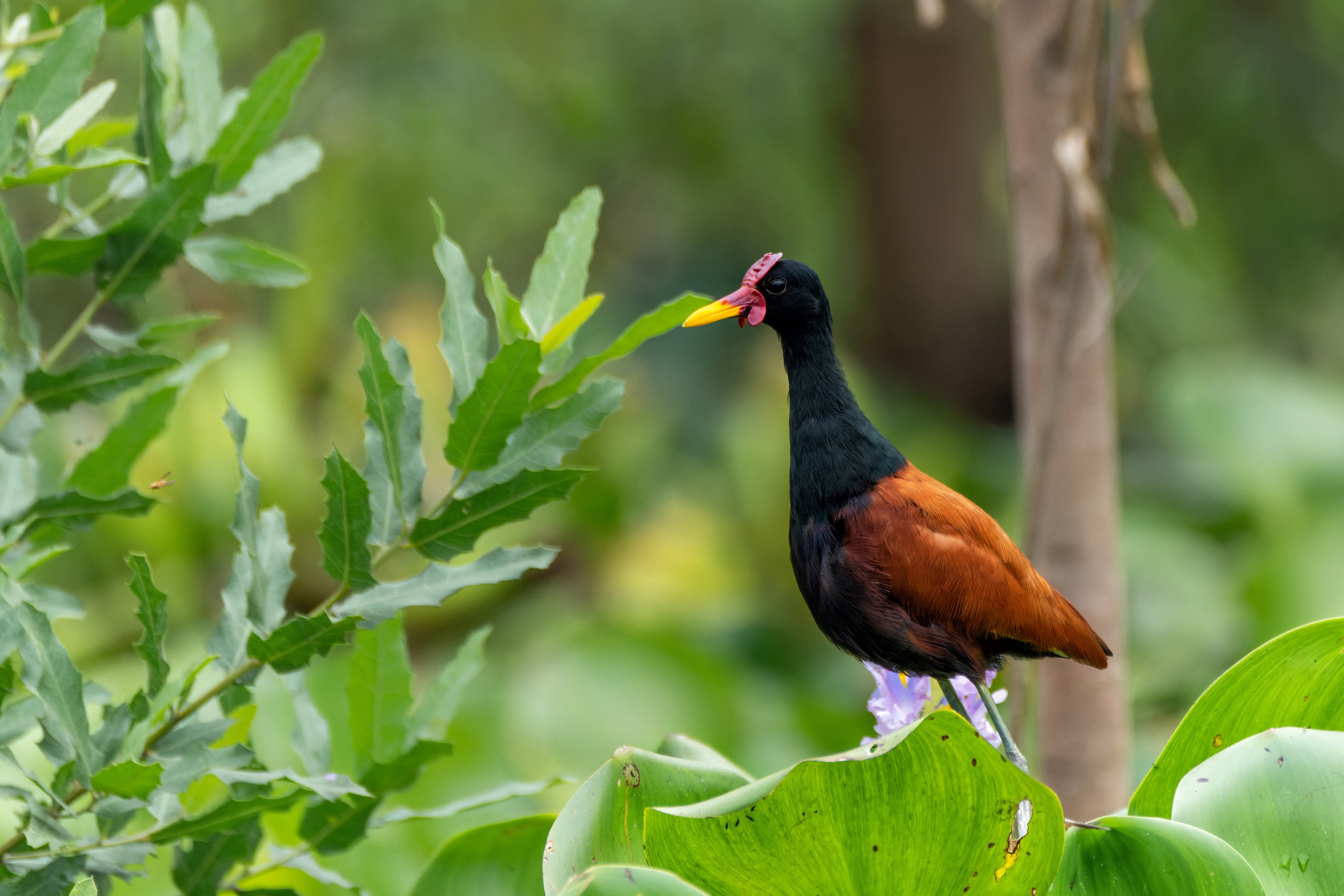 Crucero al corazón del Amazonas original Una expedición en los confines de la selva, entre Brasil y Colombia - MTA_PP