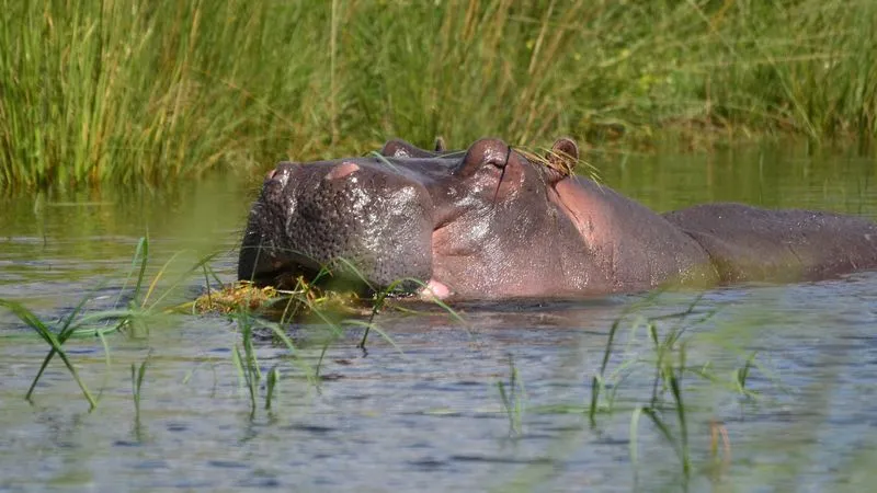 Safari nautique sur le Zambèze