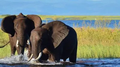 Safari Cruise along the Zambezi River - South Africa, Botswana, Namibia, Zimbabwe with the post-cruise program "From Zimbabwe to South Africa on a Luxury Train" (port-to-port cruise)