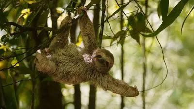L'Amazonie Douce et le Rio Tapajos - Croisière envoutante et intimiste vers les plus belles plages de l'Amazone - Rio, vibrante et éternelle, et séjour d'exception aux chutes d'Iguaçu (formule port/port)