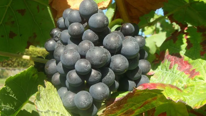 Visite de la route du Champagne